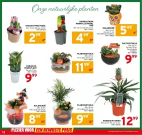 Trafic folder Pagina 12: Kalanchoë €8,99, Plantenstukje €9,99