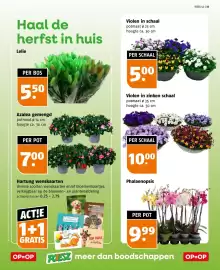 Poiesz folder week 42 Pagina 33: Phalaenopsis €9,99, Lelie €5,50