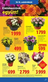 Lidl akciós újság hét 42 Oldal 21: Krizantémál €1.799,00, Krizantém multiflóra €1.999,00