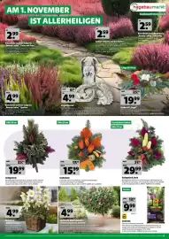 Hagebau Prospekt woche 41 Seite 13: Grabgesteck €19,99, COMPO SANA Graberde €9,99