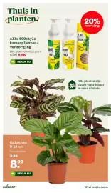 Welkoop folder week 42 Pagina 17: ECOstyle kamerplanten-verzorging €5,56, Calathea €8,99