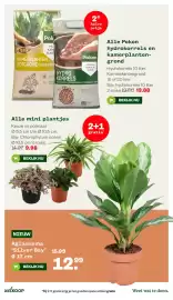 Welkoop folder week 42 Pagina 18: Pokon hydrokorrels en kamerplantengrond €13,88