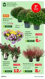 Welkoop folder week 42 Pagina 7: Bolchrysant €7,49, Skimmia Japonica €12,00