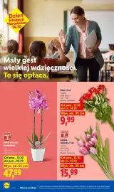 Lidl gazetka tydzień 42 Strona 8: Polskie tulipany 7 szt €15,99, Róże 11 szt €9,99