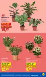 Lidl gazetka tydzień 42 Strona 9