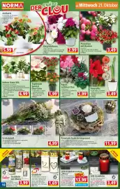 Norma Prospekt woche 43 Seite 10: Amaryllis €3,49, Alpen-veilchen Duo €2,99