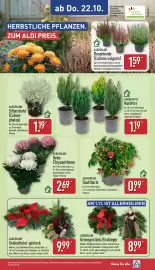Aldi Nord Prospekt woche 43 Seite 29: GARDENLINE Gaultherie €0,99, GARDENLINE Urnengesteck/Grableger €8,99