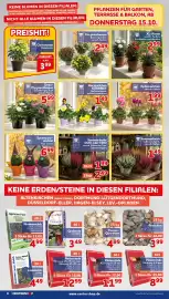 CENTERSHOP Prospekt woche 42 Seite 8: Chrysanthemen Extra-Qualität €2,49, Taunus-Quarzkies €4,99