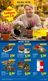 Lidl Prospekt woche 43 Seite 17