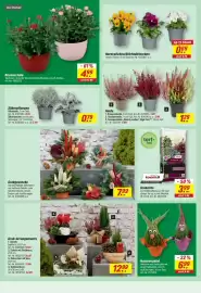Toom Baumarkt Prospekt Seite 4: Rosenschale €4,99, Heide €1,29