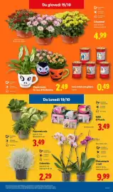 Volantino Lidl settimana 42 Pagina 45: Peperomia mix €3,49, Piante fiorite in vaso di Halloween €2,49