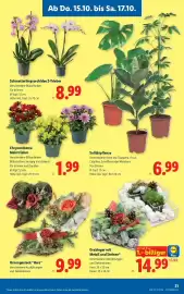 Lidl Flugblatt Seite 25