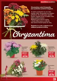 Kaufland leták týden 42 Strana 4: Chryzantéma velkokvětá €69,90, Chryzantéma velkokvětá Trio €74,90