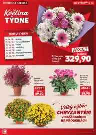 Kaufland leták týden 42 Strana 5: Brambořík Cyclamen persicum €69,90, Vřesovec Erica gracilis €59,90