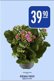 Rema 1000 kundeavis uke 42 Side 26: ILDTOPP ROSE FLOWE €39,90