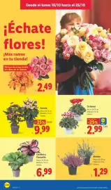 Catálogo Lidl semana 43 Página 54: Brecina €1,29, Calathea y Ctenanthe €6,99