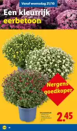 Lidl folder week 43 Pagina 20: Chrysantenstruik €2,45