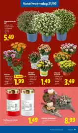 Lidl folder week 43 Pagina 21: Chrysant multiflora €1,49, Grafstuk in hartvorm €8,99