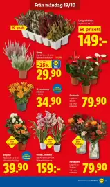 Lidl reklamblad vecka 43 Sida 16: Höstbukett €79,90, Fredskaalla €79,90