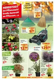 Multi Markt Prospekt woche 42 Seite 18: Liebes-perlenstrauch Callicarpa bodinieri "Profusion" €9,99