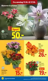 Lidl tilbudsavis Side 11: Krysantemum €15,00, Roser €26,00