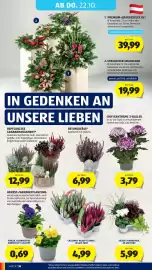 Hofer Flugblatt woche 42 Seite 50: Bepflanztes Grabarrangement €12,99, Violen, Kleinblütige Sorten €0,69