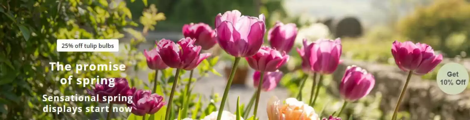 Crocus (valid until 2-11)