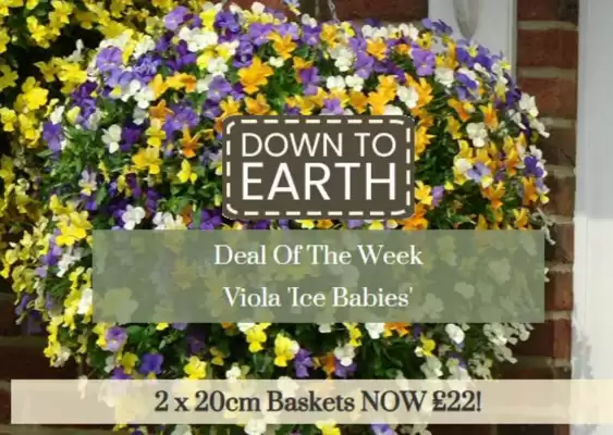 Dobbies (valid until 28-10)