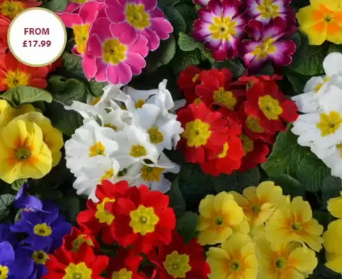 Thompson & Morgan (valid until 12-11)