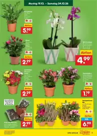 Netto Marken-Discount DE folder week 43 Pagina 9: Herbstpflanzen Mix €6,99, Amaryllis-Pflanzset €2,99