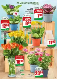 Dino gazetka tydzień 42 Strona 55: Róża patio €23,99, Gloksynia €12,99