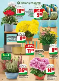 Dino gazetka tydzień 42 Strona 56: Cyklamen €10,99, Chryzantema średniokwiatowa €14,99