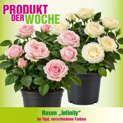 Blumen B&B (gültig bis 19-10)