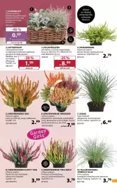 Dehner Flugblatt woche 42 Seite 3: 2 1 1❘ SILBERBLATT Senecio cineraria Blattschmuckpflanze für herbstliche Beet- und