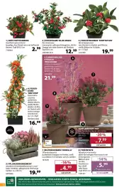 Dehner Flugblatt woche 42 Seite 4: 1❘ ROTE TEPPICHBEERE Gaultheria procumbens kugelige, leuchtend rote und duftende Beeren