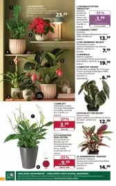 Dehner Flugblatt woche 42 Seite 8: 8 6 1 1❘ GLÜCKSFEDER Zamioculcas zamiifolia robuste Zimmerpflanze mit dunkelgrün