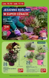 ALDI gazetka Strona 6: Kwiaty jesienne trio Cuphea, Calocephalus, Muehlenbeckia Gardenline €12,99
