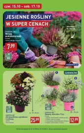 ALDI gazetka | Oferta weekendowa Strona 6: Kwiaty jesienne trio Cuphea, Calocephalus, Muehlenbeckia Gardenline €12,99