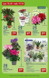 ALDI gazetka Strona 7: Róża doniczkowa Gardenline €7,99, Gwiazda betlejemska Gardenline €9,99