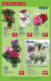 ALDI gazetka | Oferta weekendowa Strona 7: Róża doniczkowa Gardenline €7,99, Gwiazda betlejemska Gardenline €9,99