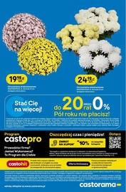 Castorama gazetka Strona 34: Chryzantema drobnokwiatowa €19,98, Chryzantema wielokwiatowa €24,98