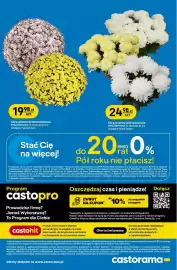Castorama gazetka Strona 34: Chryzantema drobnokwiatowa €19,98, Chryzantema wielokwiatowa €24,98