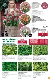 Dehner Prospekt woche 42 Seite 5: Pflanzkorb €9,99, Schneerose 'ice n'roses red' €19,99