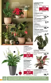 Dehner Prospekt woche 42 Seite 8: Glücksfeder €23,99, Medinille €19,99