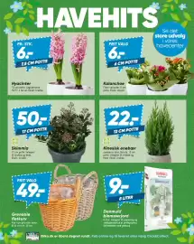 Bilka tilbudsavis uge 42 Side 6: Kinesisk enebær €22,00, Kalanchoe €6,00