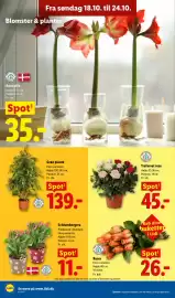 Lidl tilbudsavis uge 43 Side 31: Roser €26,00, Trefarvet rose €45,00