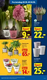 Lidl tilbudsavis uge 43 Side 32: Plante i keramik €65,00, Queen Brændende kærlighed €14,00
