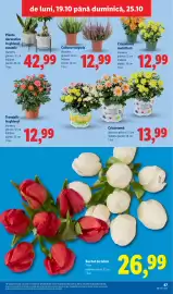 Catalog Lidl săptămâna 43 Pagină 47: Crizantemă €13,99, Trandafir în ghiveci €12,99
