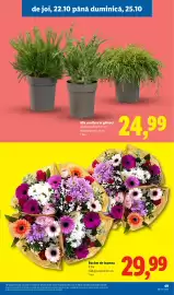 Catalog Lidl săptămâna 43 Pagină 49: Buchet de toamnă €29,99, Mix conifere în ghiveci €24,99