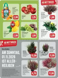 Feneberg Prospekt woche 43 Seite 9: Granatapfel €1,29, Deko-Chrysanthemen €3,99